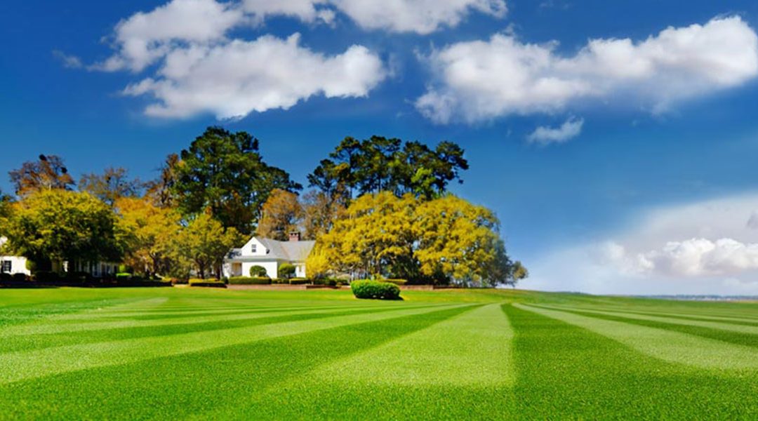 Winnipeg Lawn Care: How to Maintain the Ideal Grass Height