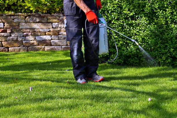 Effective Weed Control Services: How to Remove Weeds from Your Lawn